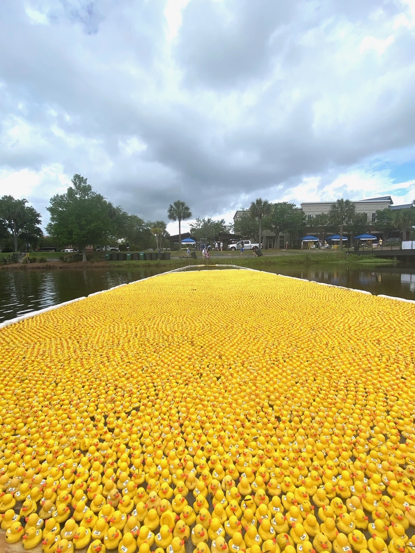 Thousands of numbered rubber ducks floating in the water at the Charleston Charity Duck Race
